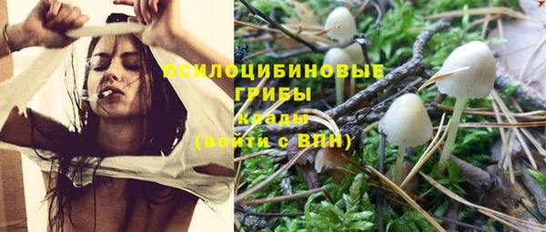 шишки Новодвинск